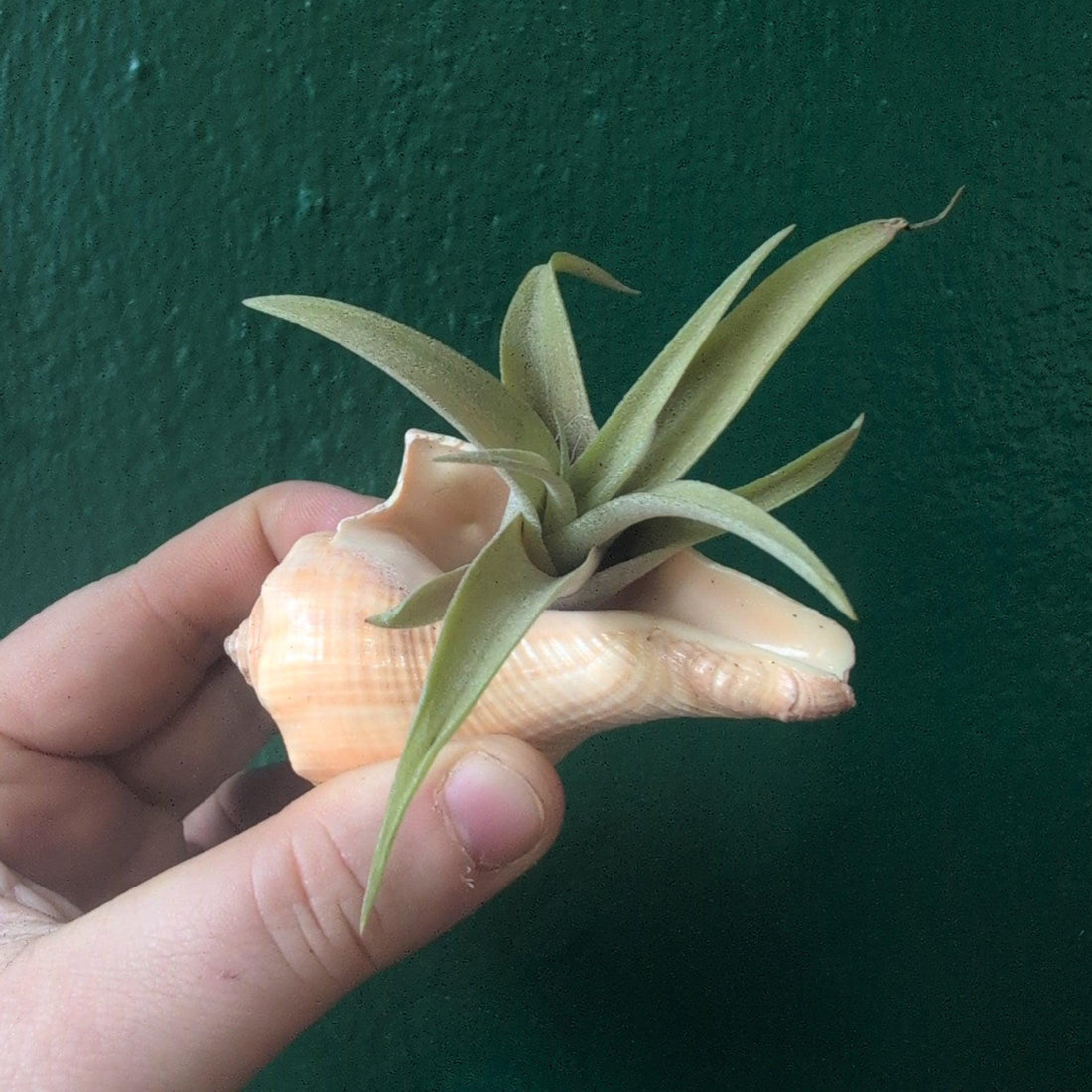 Tillandsia (Air Plant) in Channeled Whelk (Busycotypus canaliculatus) Shell