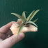Tillandsia (Air Plant) in Channeled Whelk (Busycotypus canaliculatus) Shell