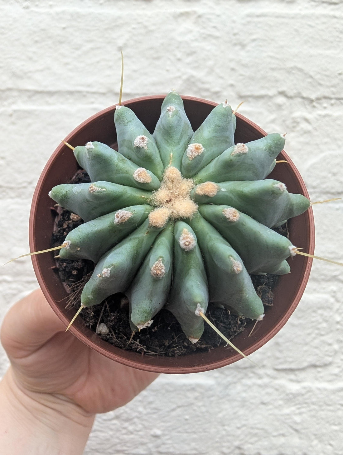 Ferocactus glaucescens v. inermis (Nude Blue Barrel Cactus)