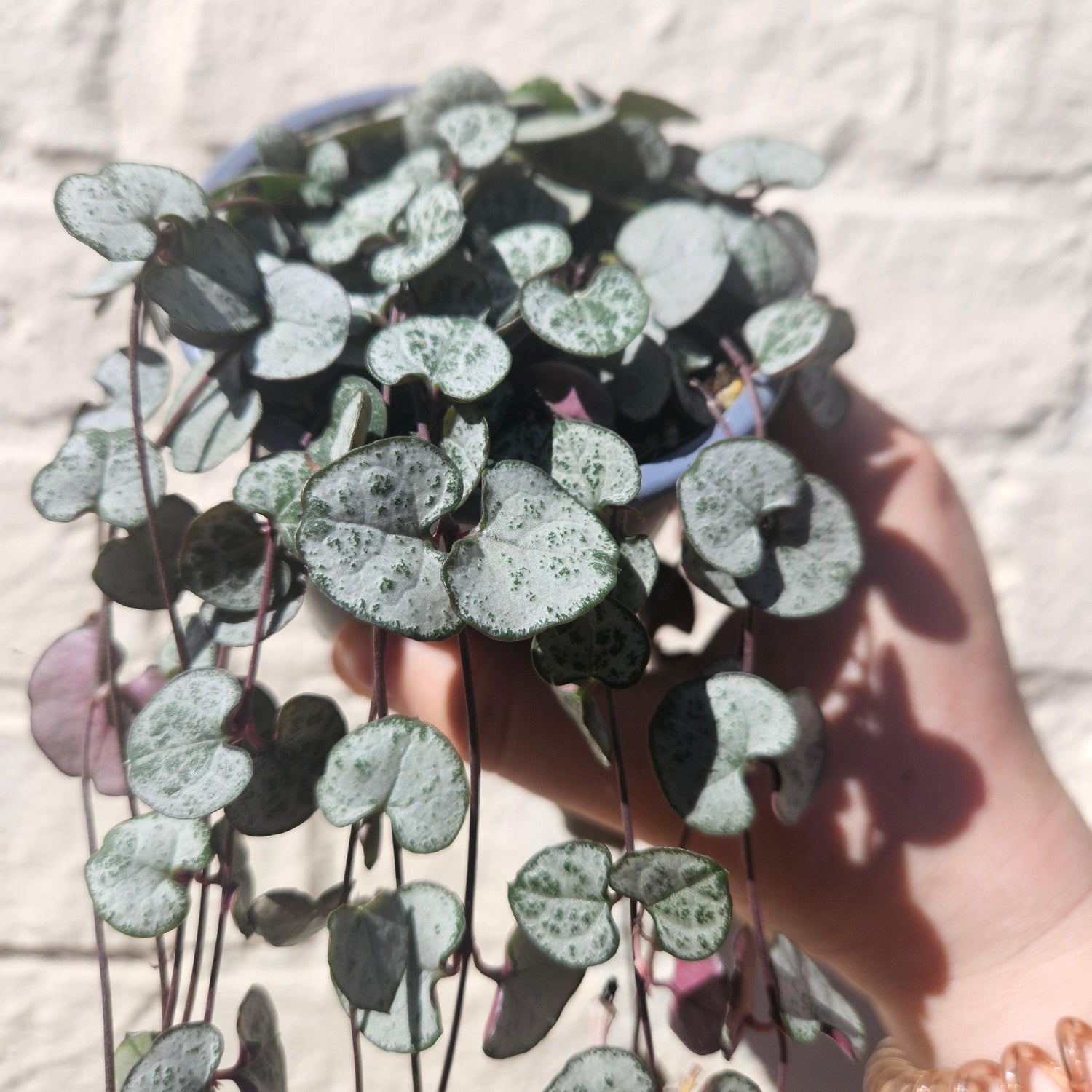 Ceropegia woodii &amp;