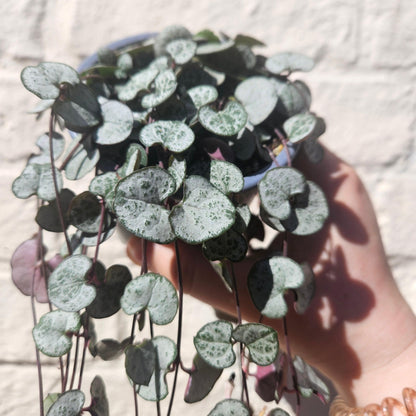 Ceropegia woodii &amp;