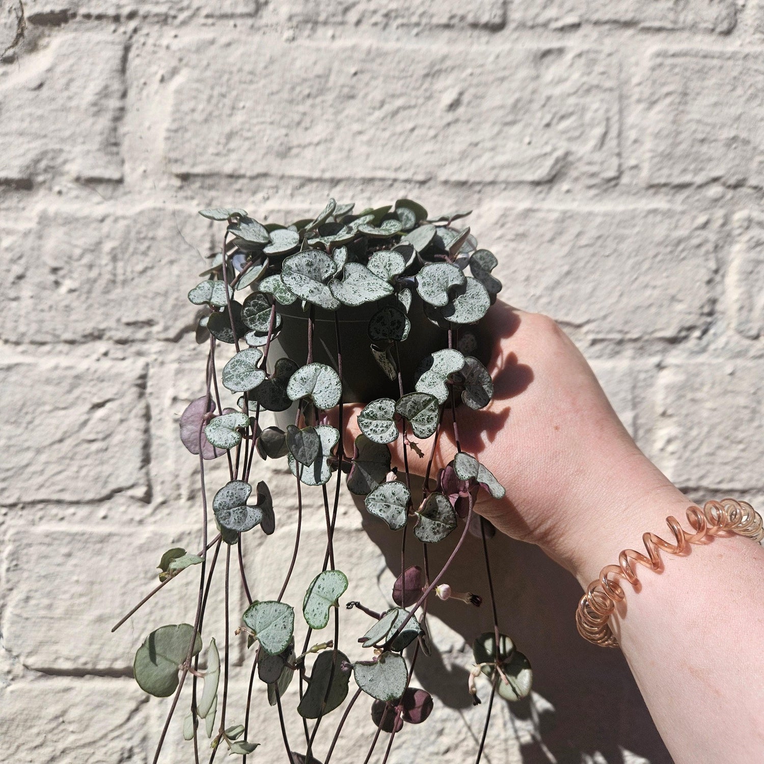 Ceropegia woodii &amp;