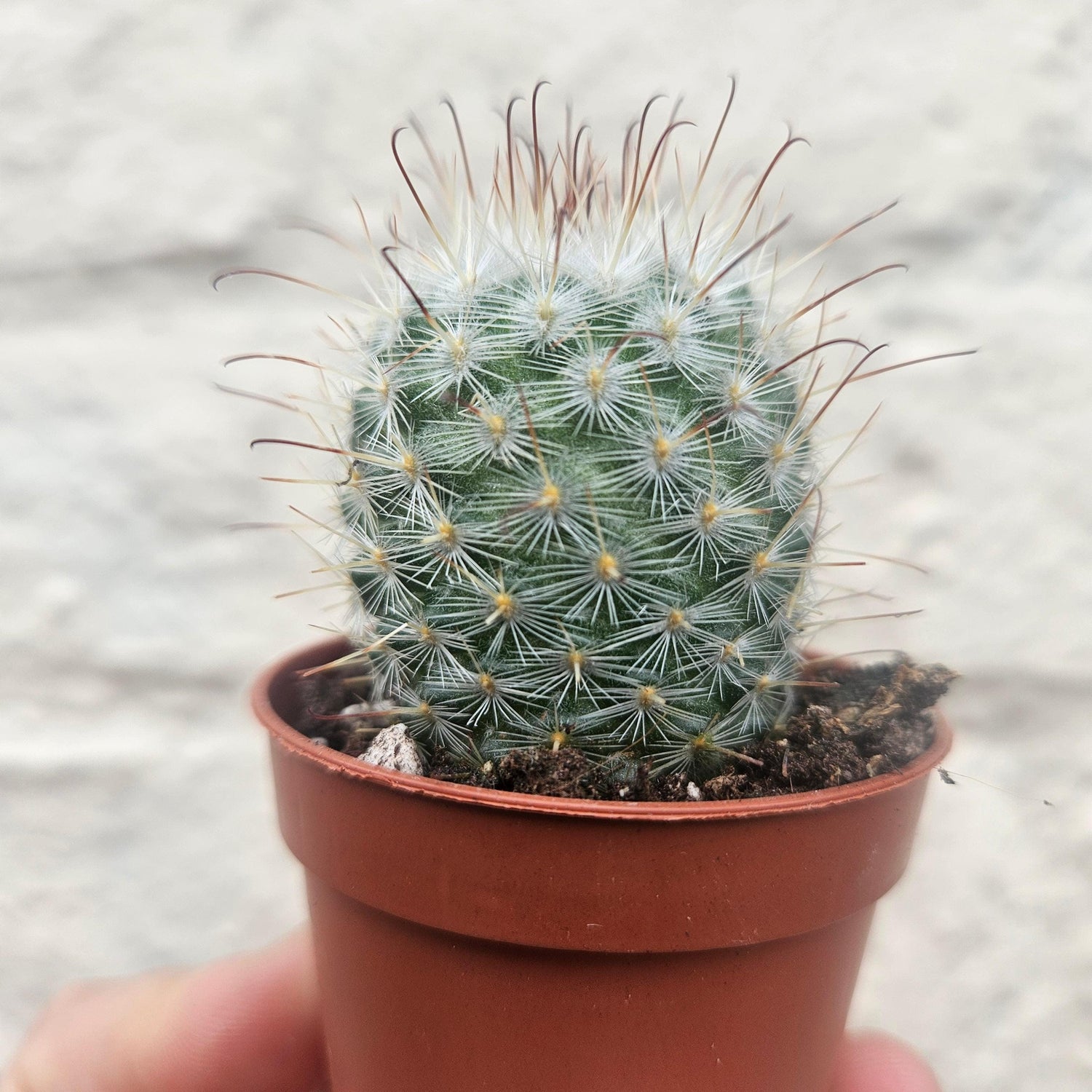 Mammillaria bombycina (Silken Pincushion Cactus)