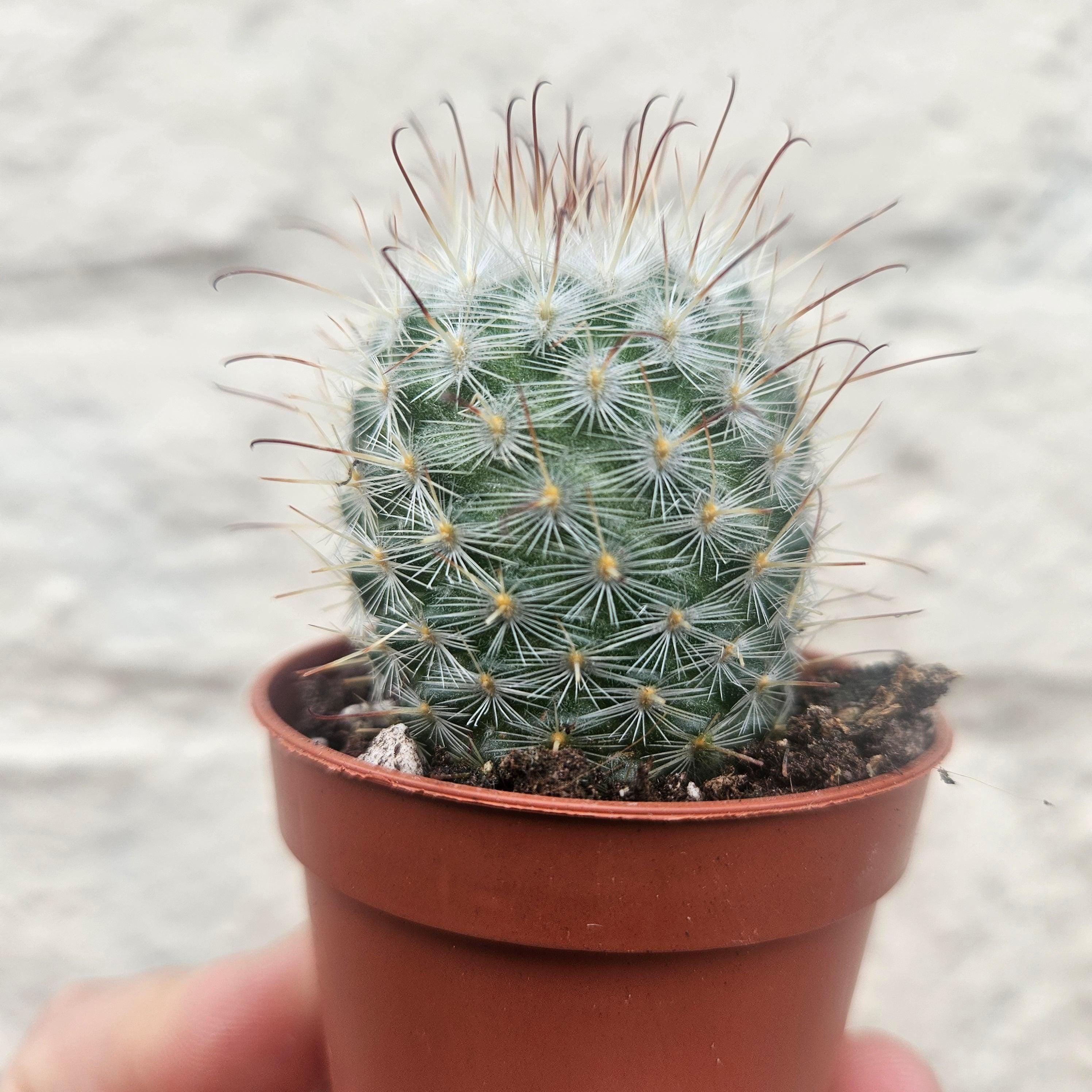 Mammillaria bombycina (Silken Pincushion Cactus)