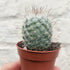 Mammillaria bombycina (Silken Pincushion Cactus)