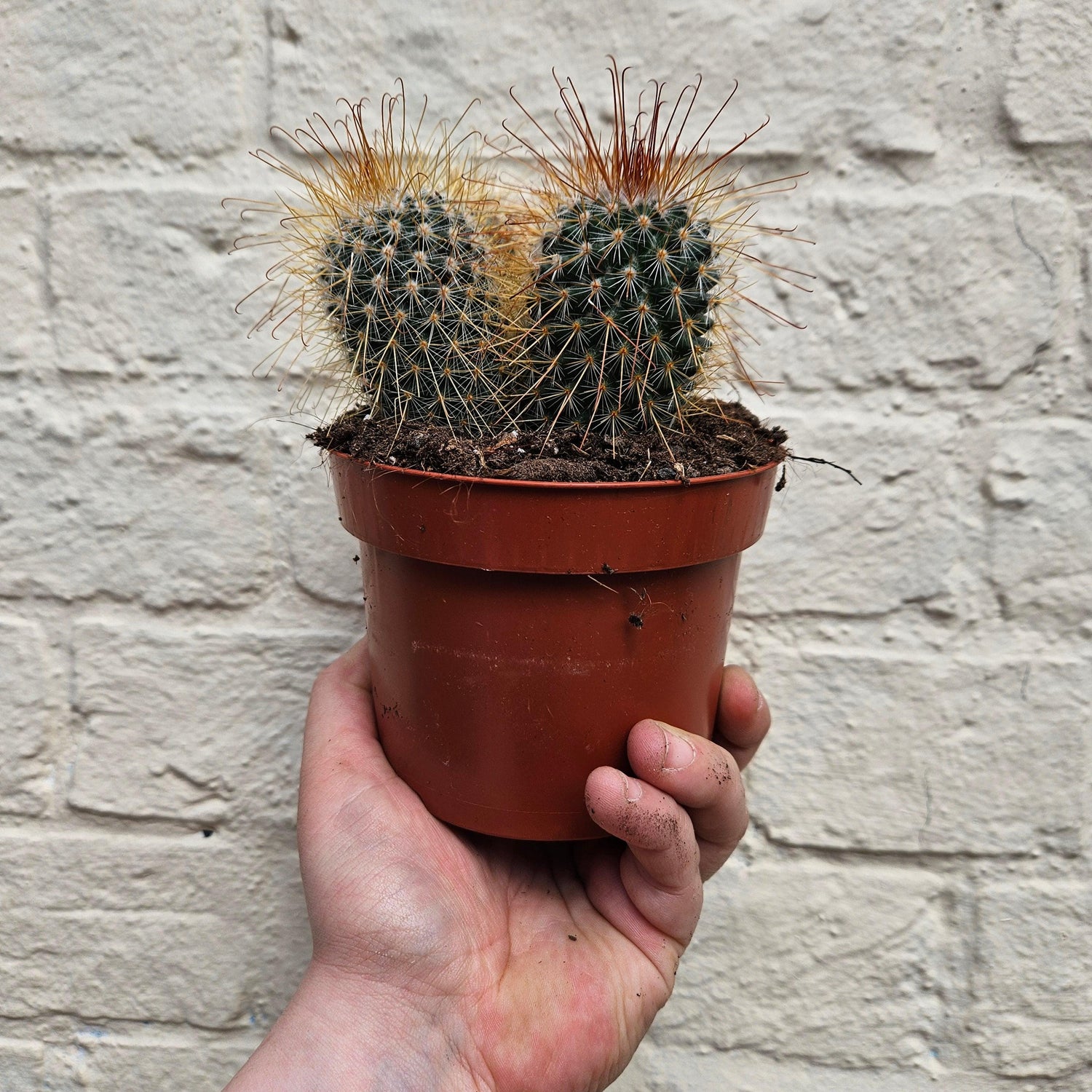 Mammillaria magnifica