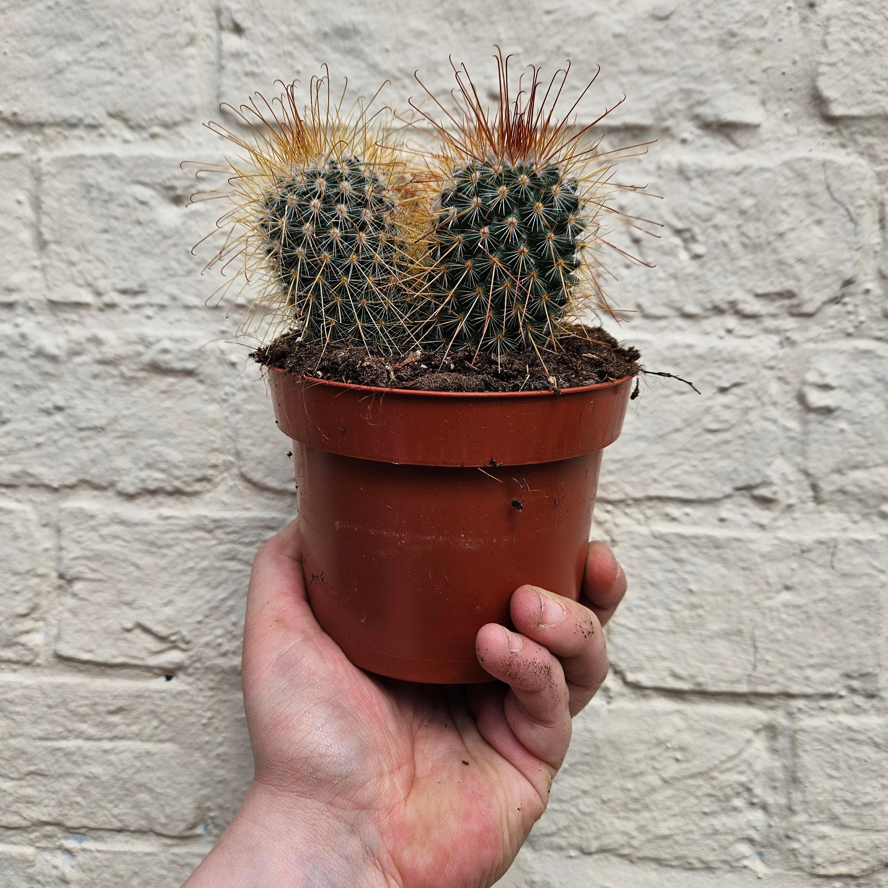Mammillaria magnifica
