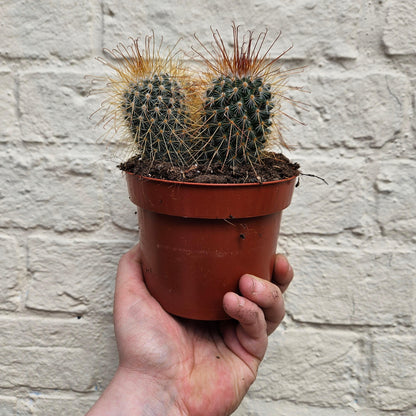Mammillaria magnifica