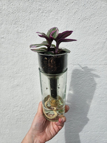 Self-watering bottle planter