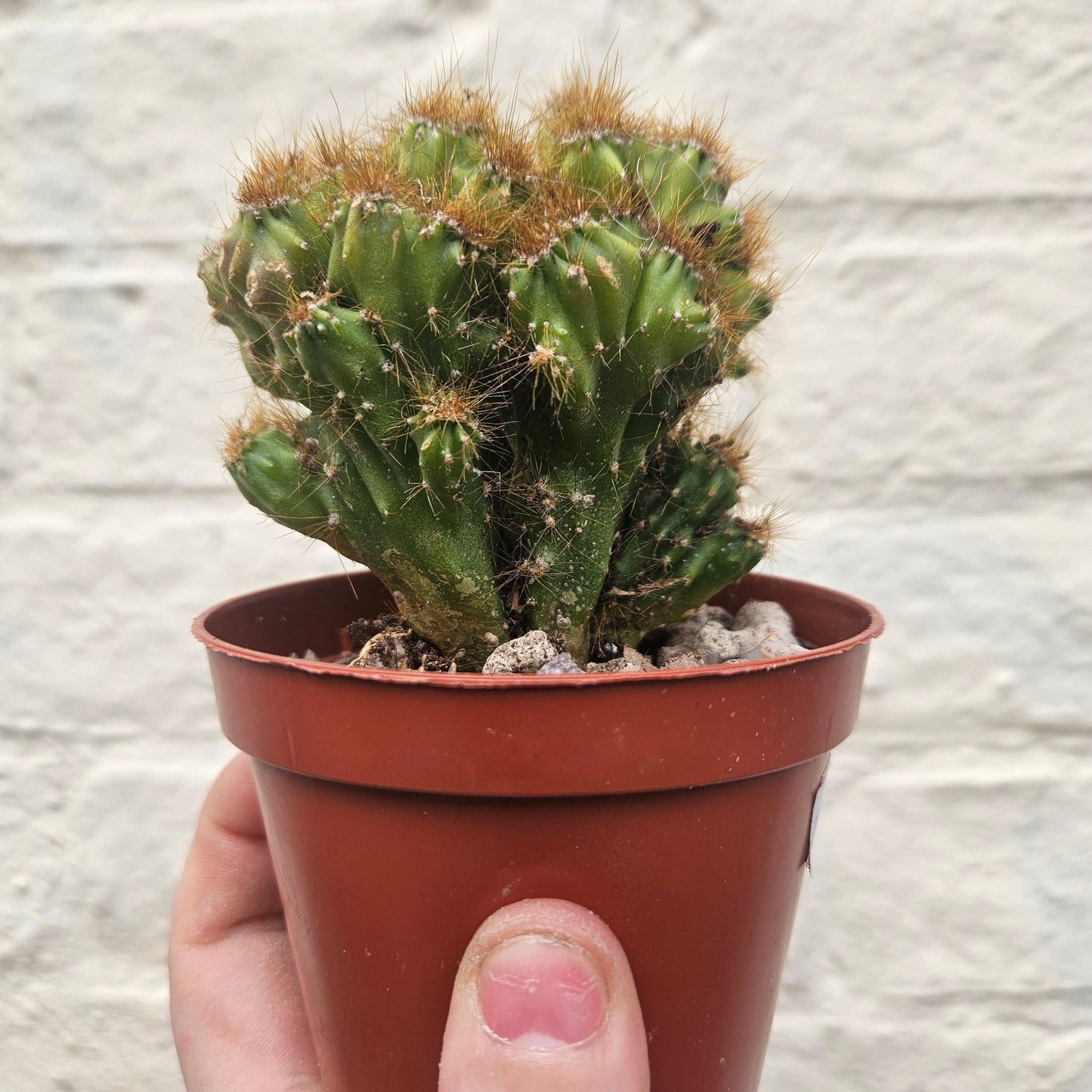 Cereus peruvianus &amp;