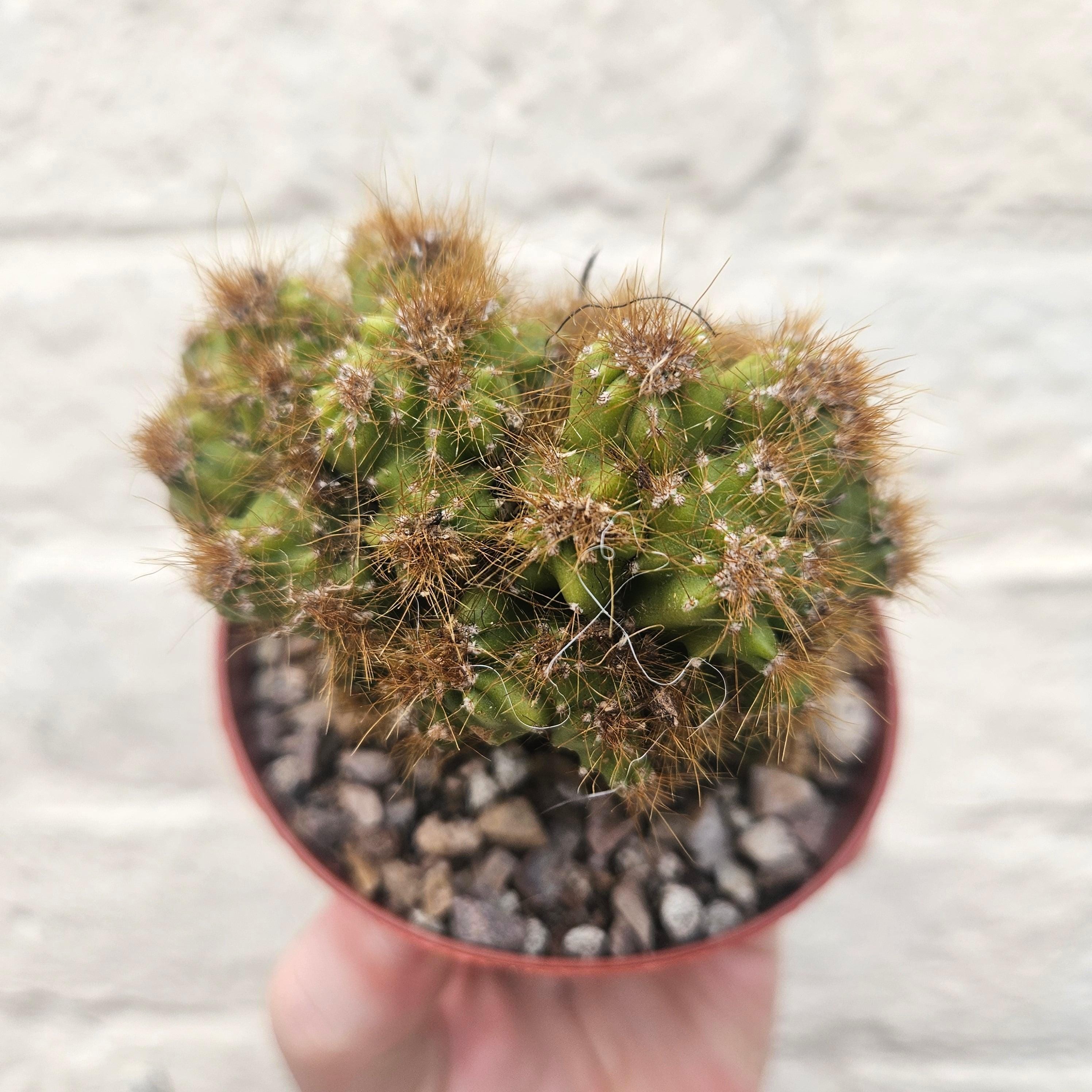 Cereus peruvianus &amp;
