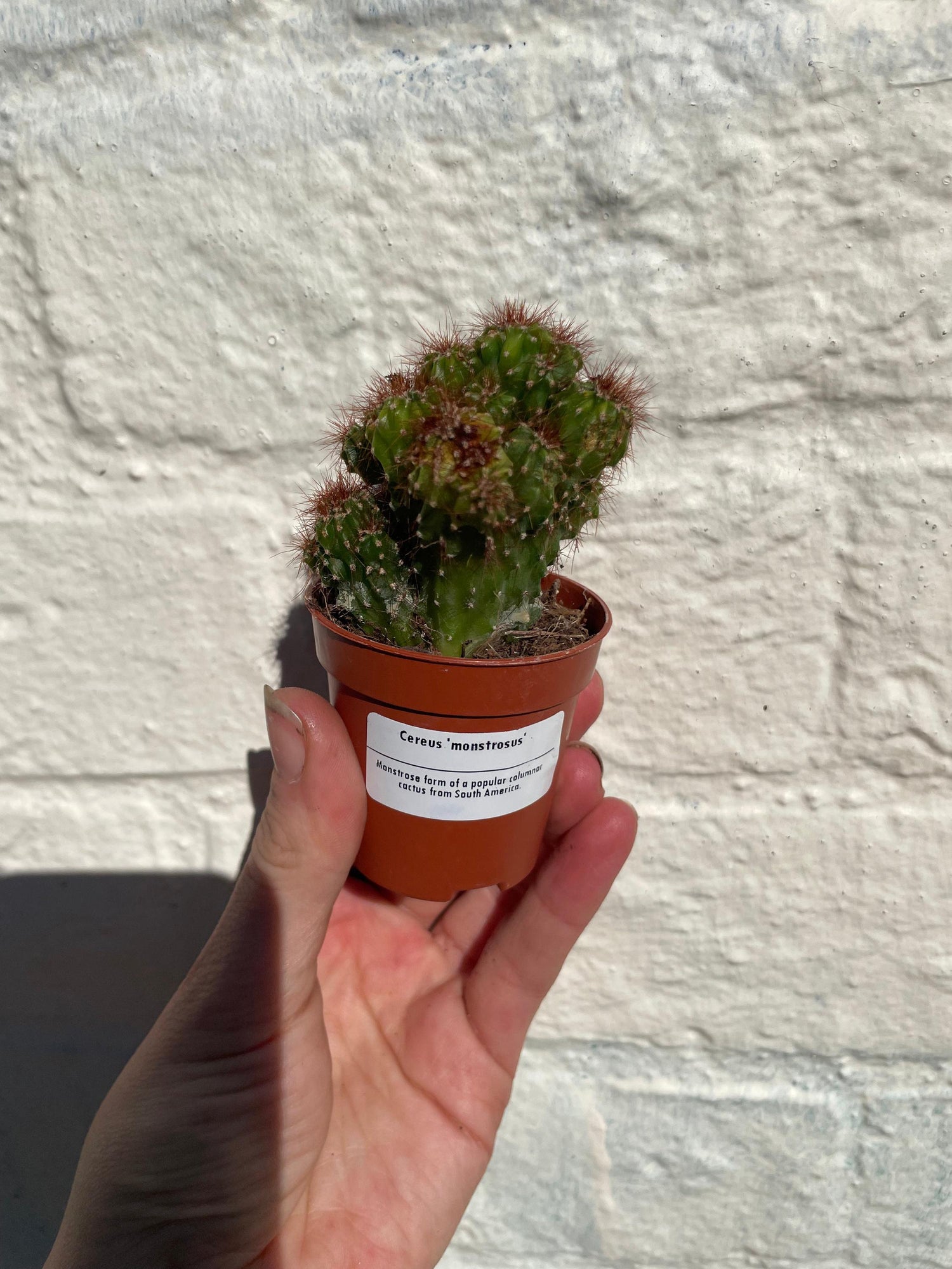 Cereus peruvianus &amp;