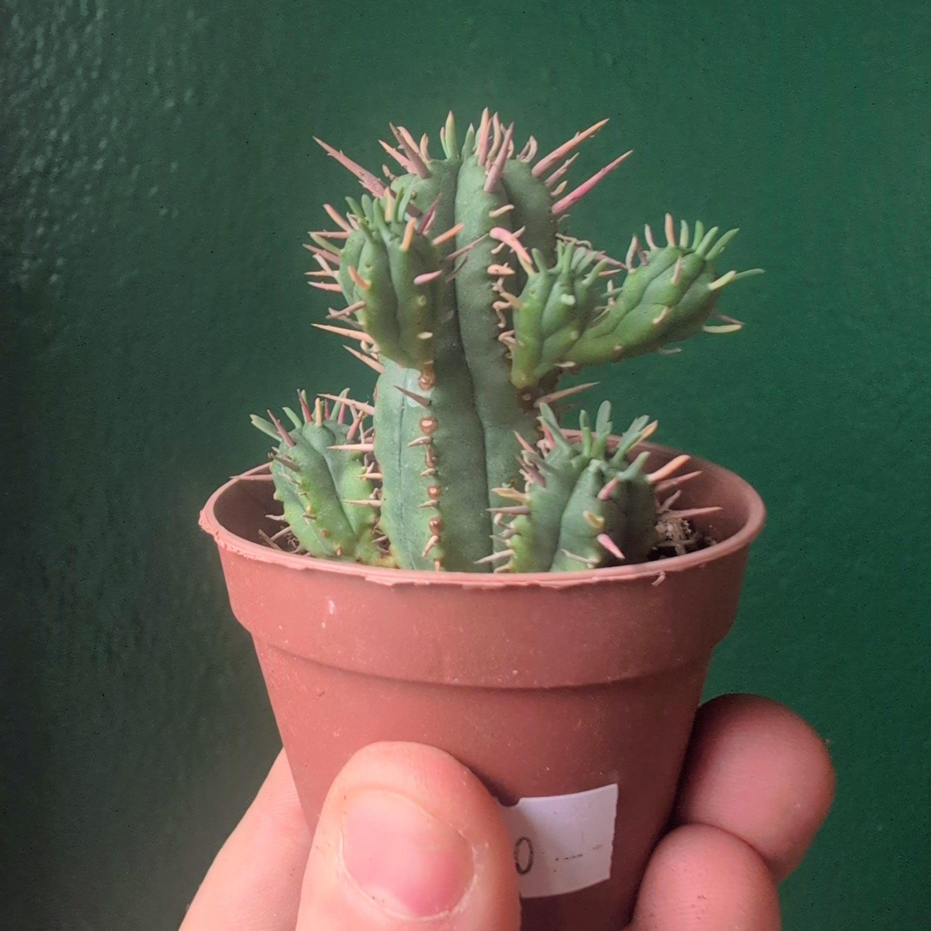 Euphorbia enopla (Pincushion plant)