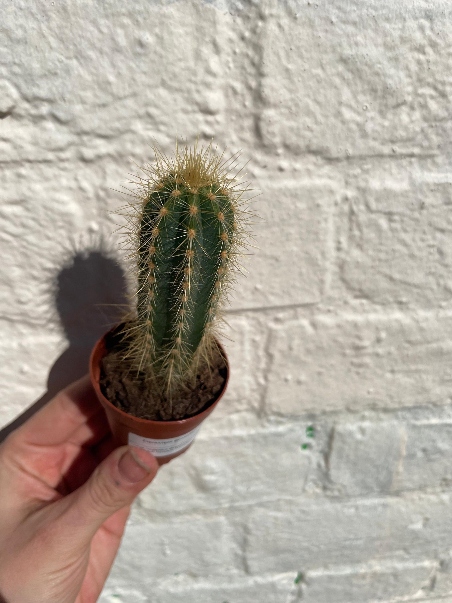 Xique xique gounellei syn. Pilosocereus gounellei (Chique- Chique cactus)
