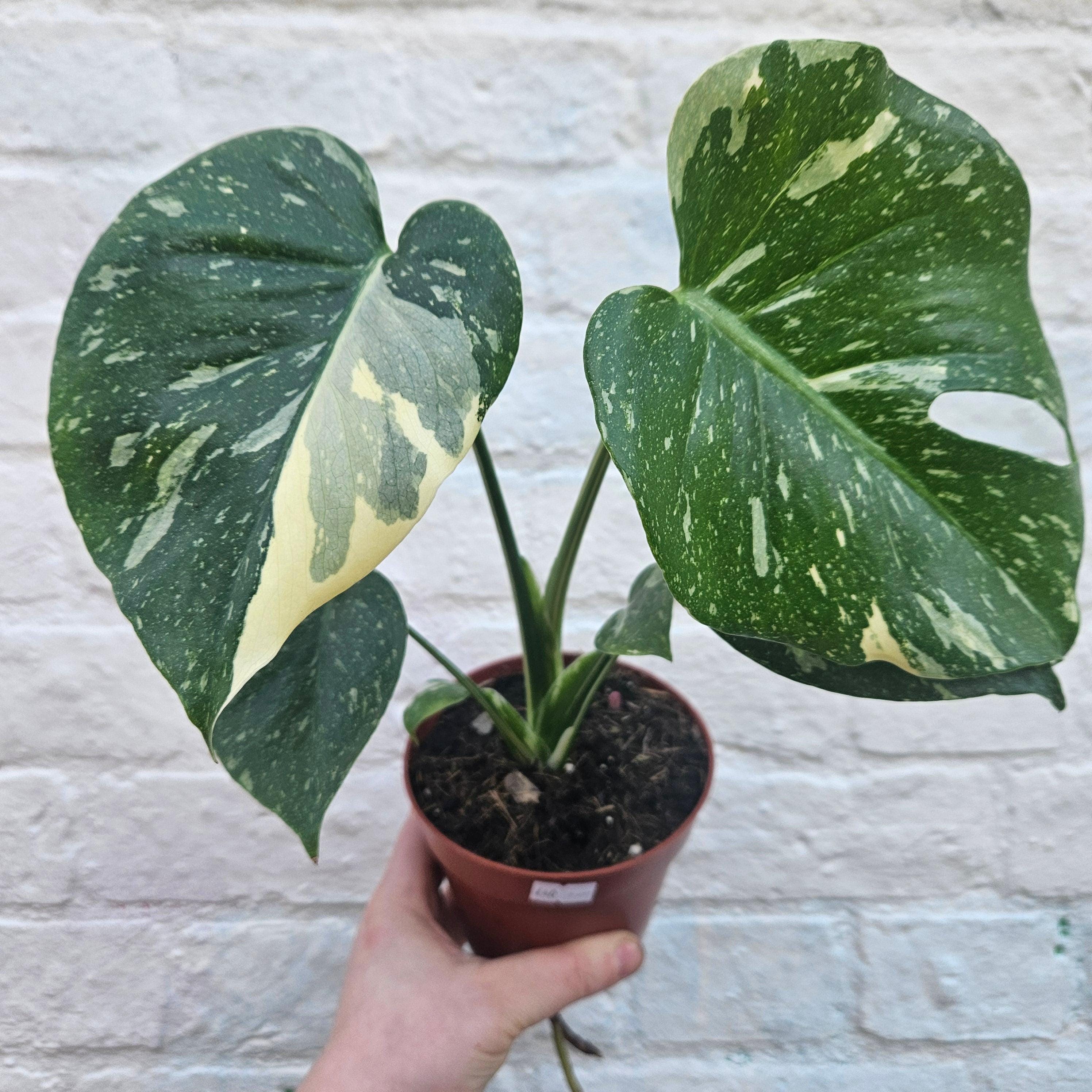 Monstera deliciosa &amp;