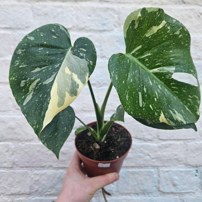 Monstera deliciosa &amp;