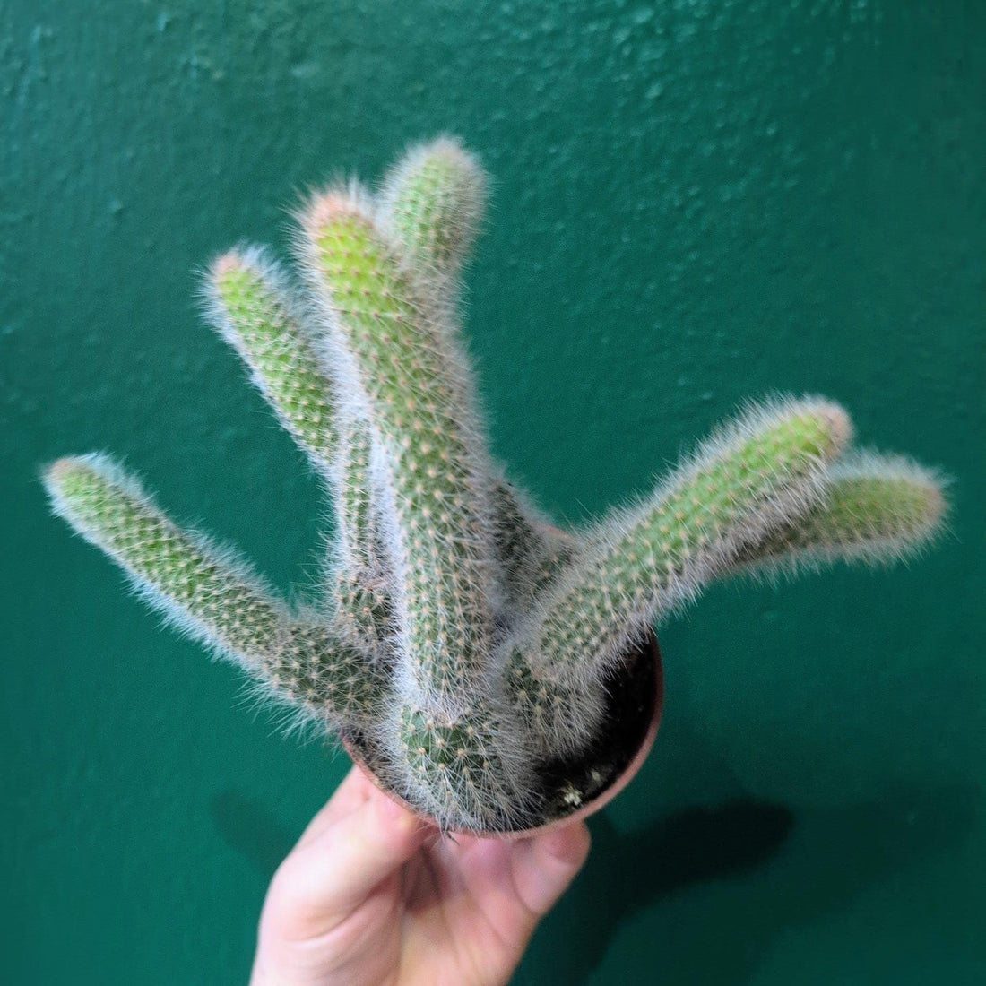 Cleistocactus colademononis (Monkey Tail Cactus)