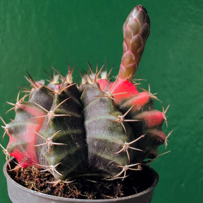 Gymnocalycium mihanovichii variegata &amp;