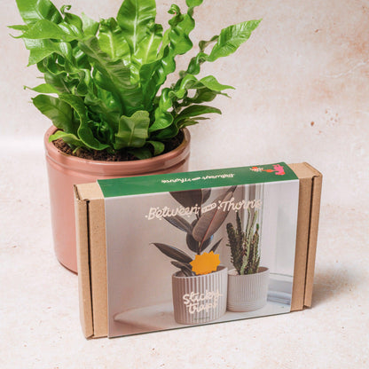 Sticky Traps for Fungus Gnats (x3 pack)