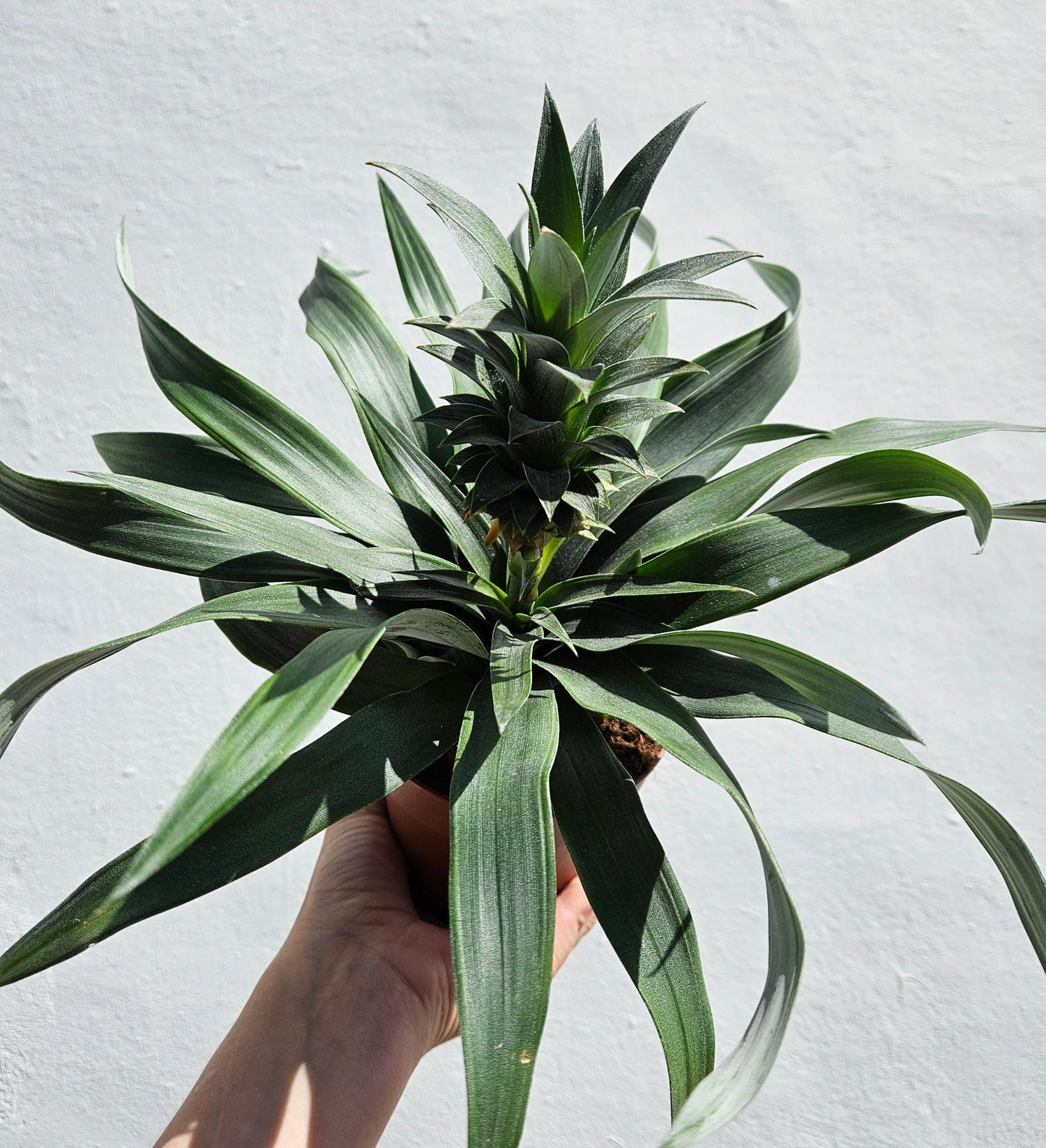 Ananas &amp;