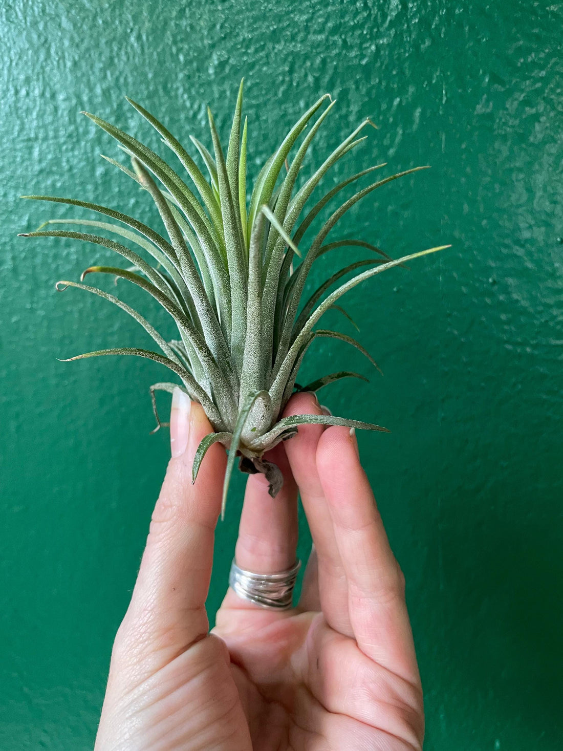 Tillandsia &amp;