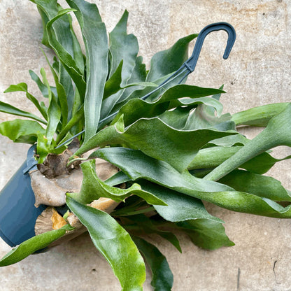 Platycerium bifurcatum (Staghorn fern)