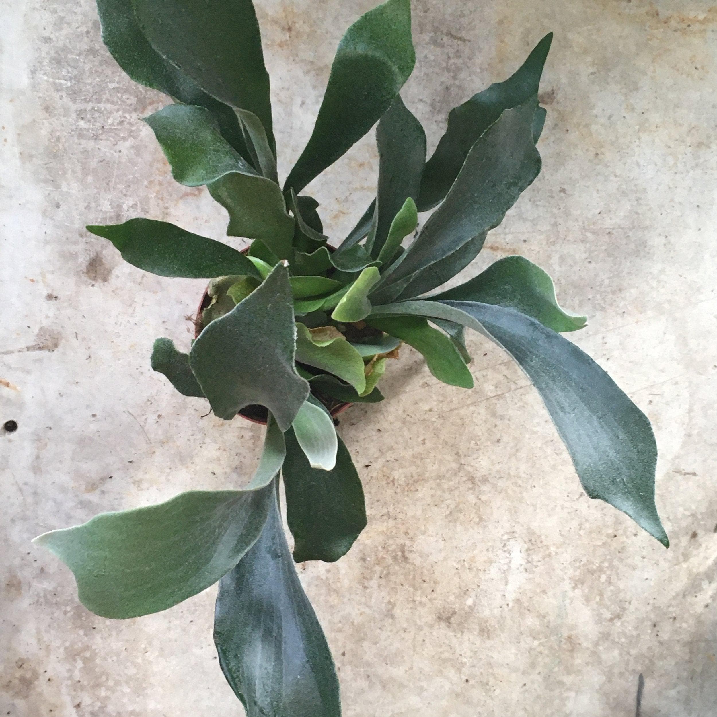 Platycerium bifurcatum (Staghorn fern)
