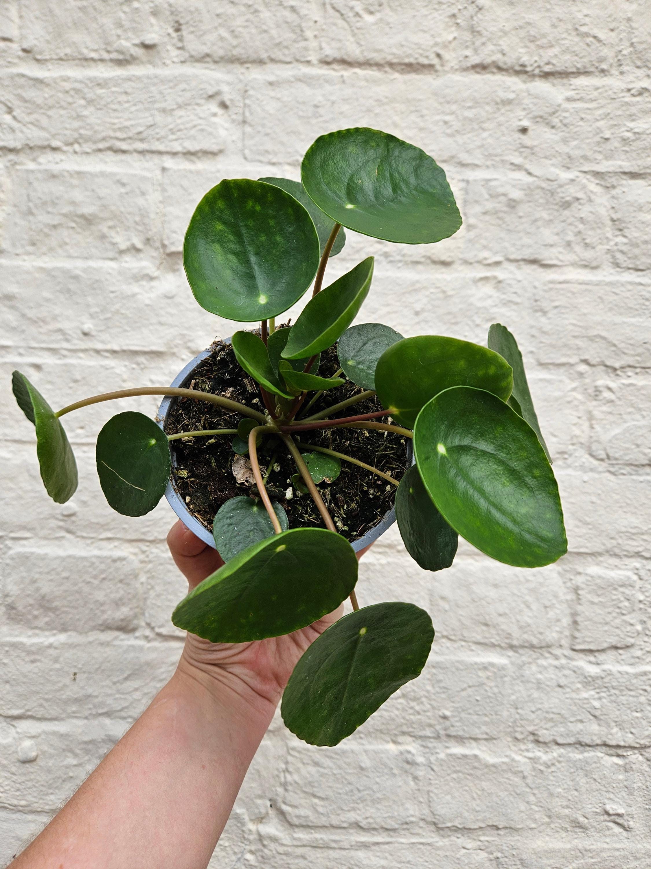 Pilea peperomoides (Chinese Money Plant) Various sizes
