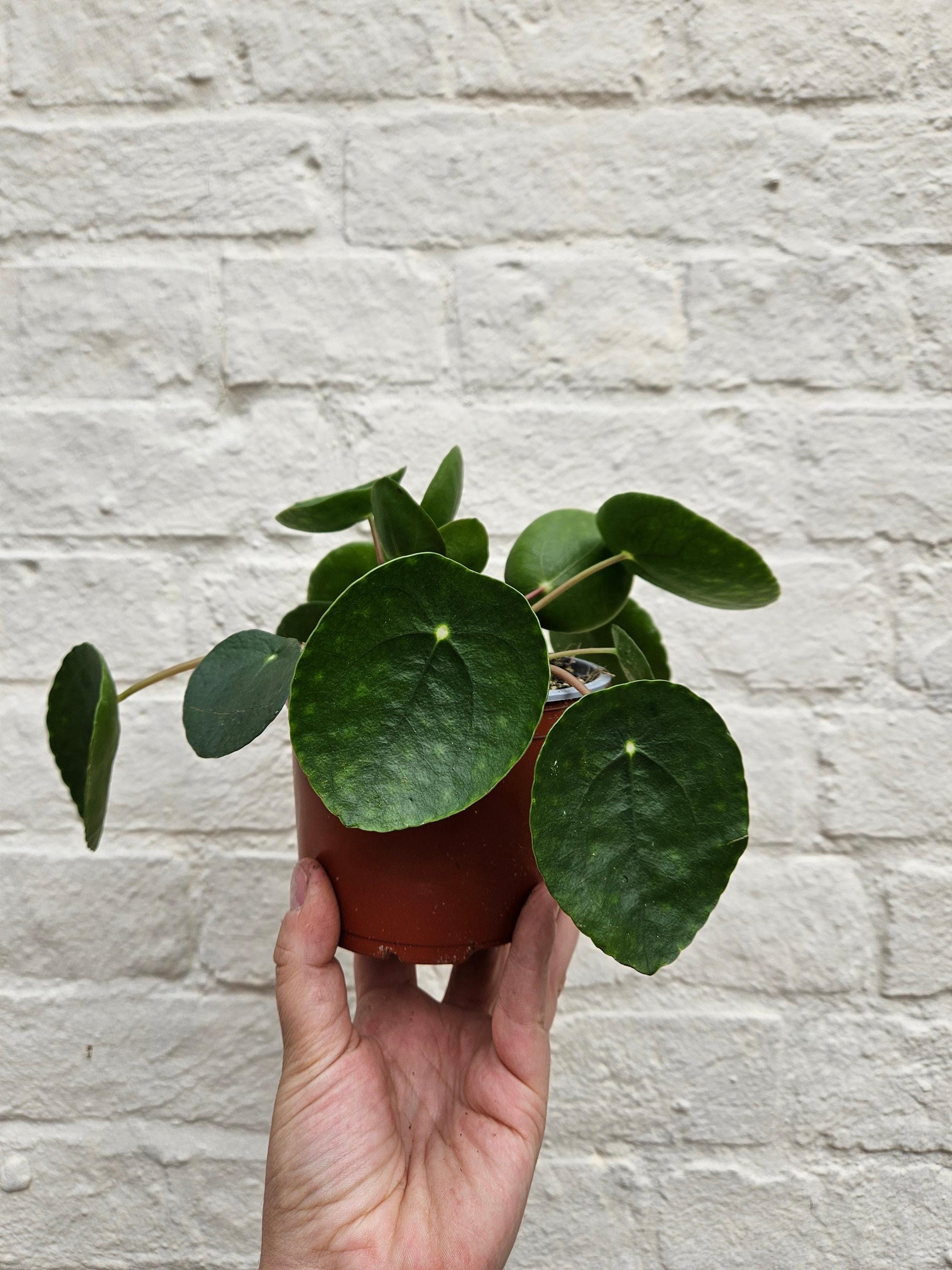 Pilea peperomoides (Chinese Money Plant) Various sizes