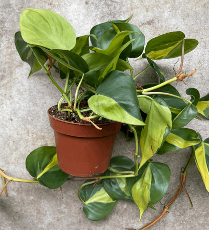 Philodendron scandens &amp;