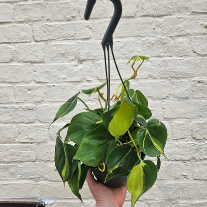 Philodendron scandens &amp;