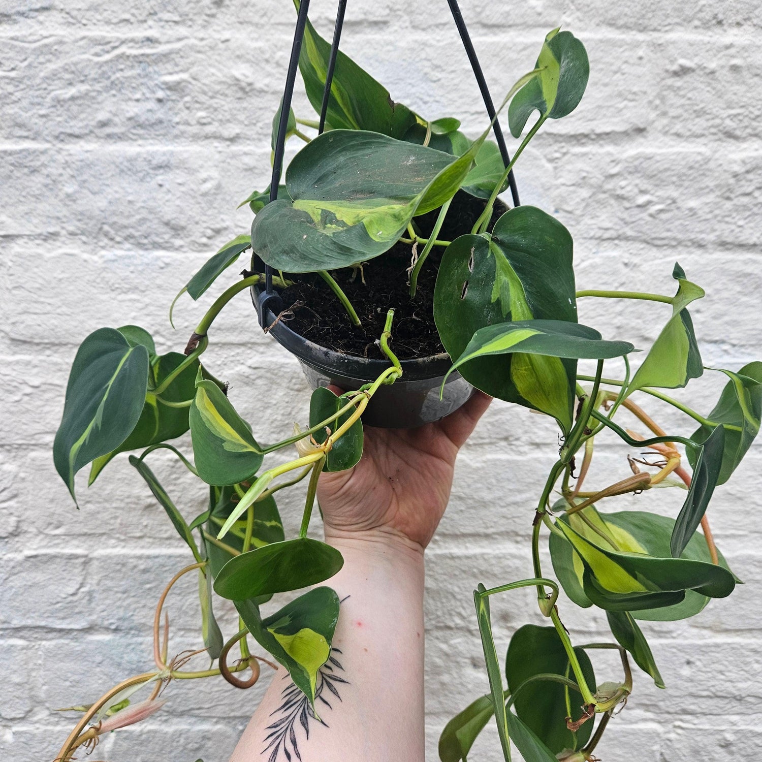Philodendron scandens &amp;
