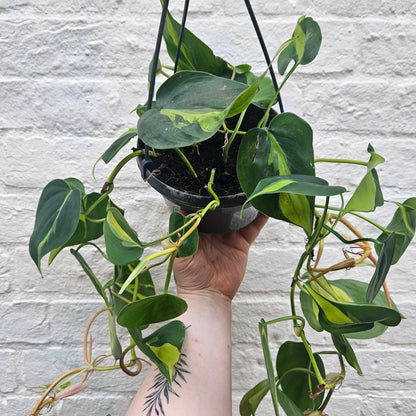 Philodendron scandens &amp;
