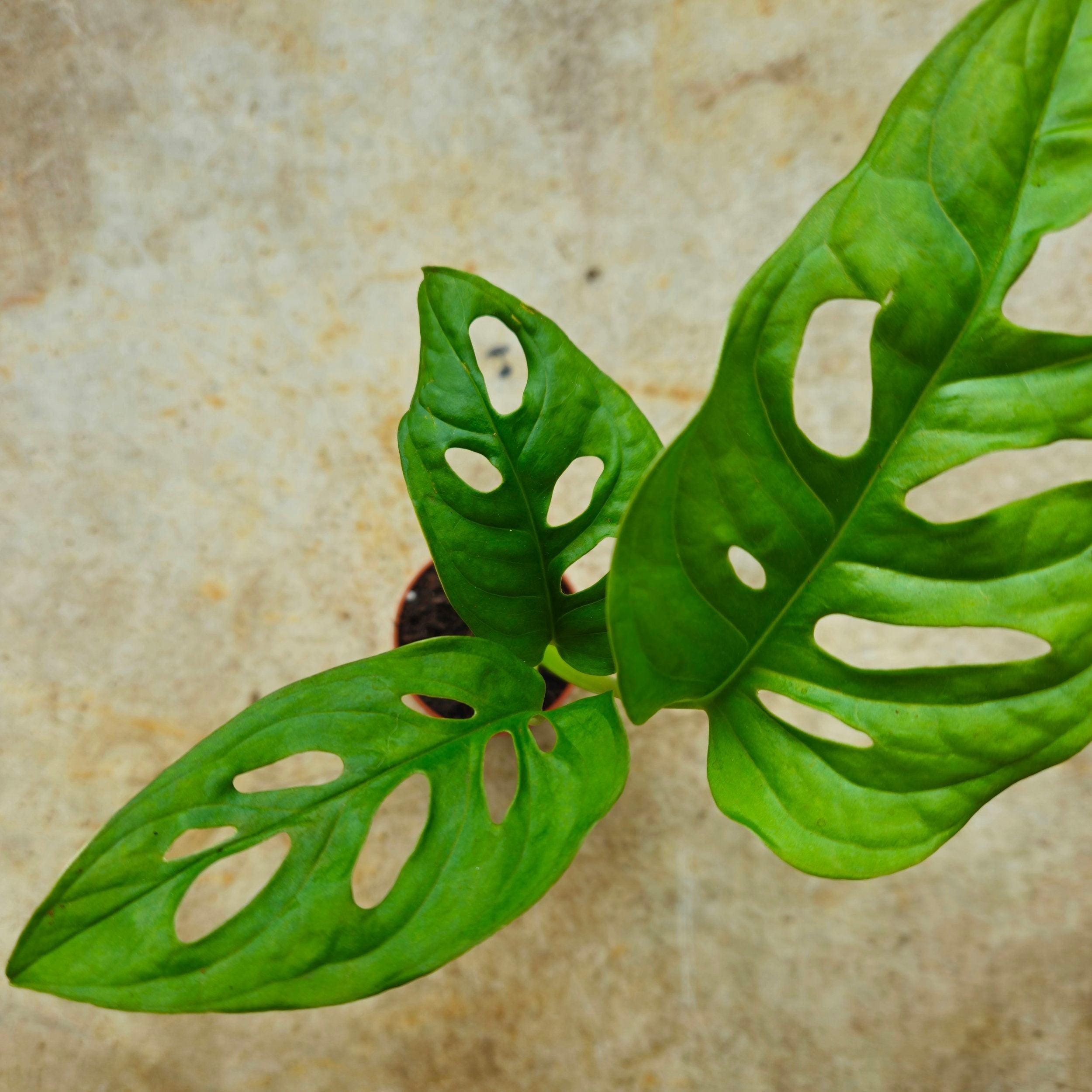 Monstera adansonii &amp;