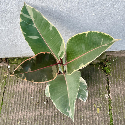 Ficus elastica (Rubber Plant)