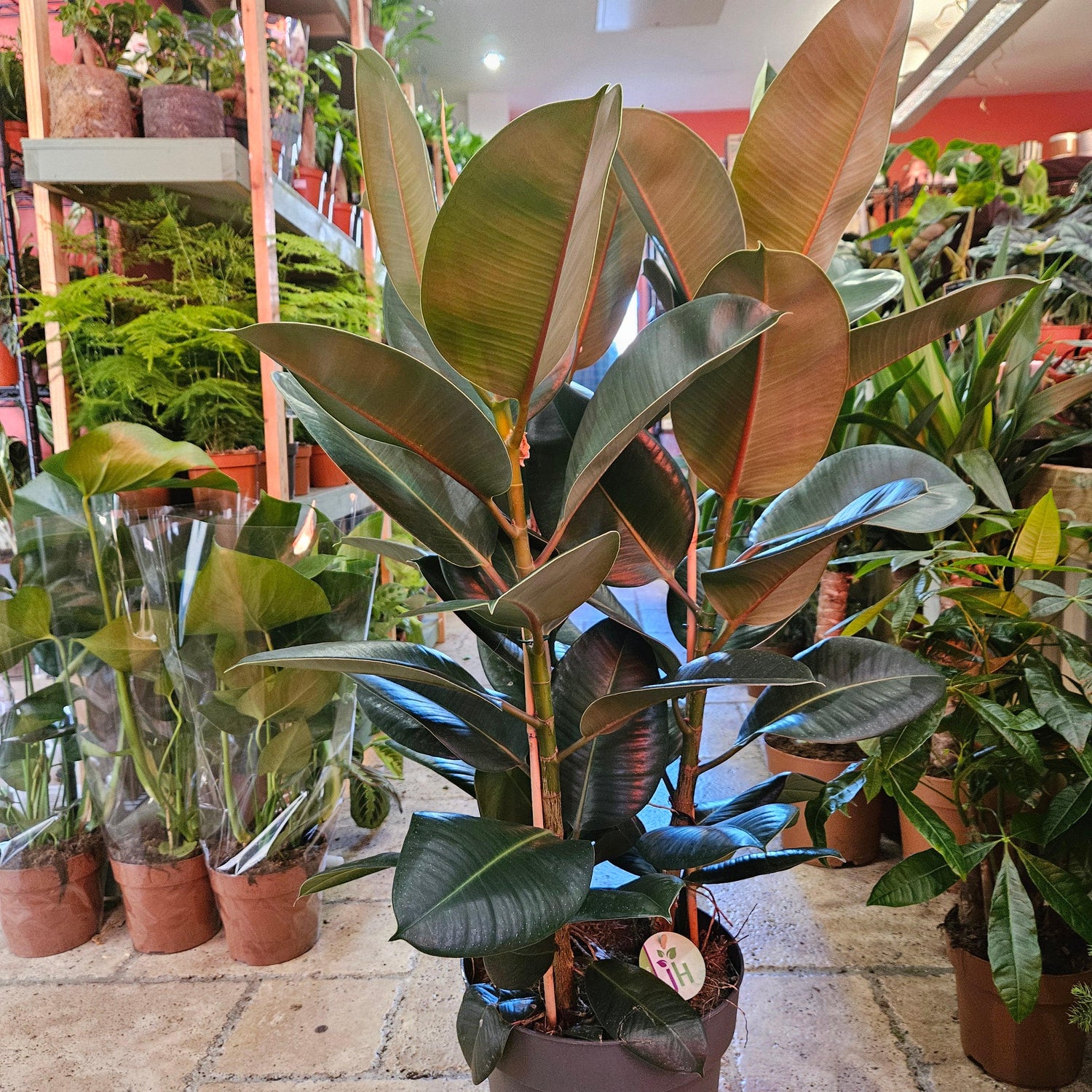 Ficus elastica (Rubber Plant)