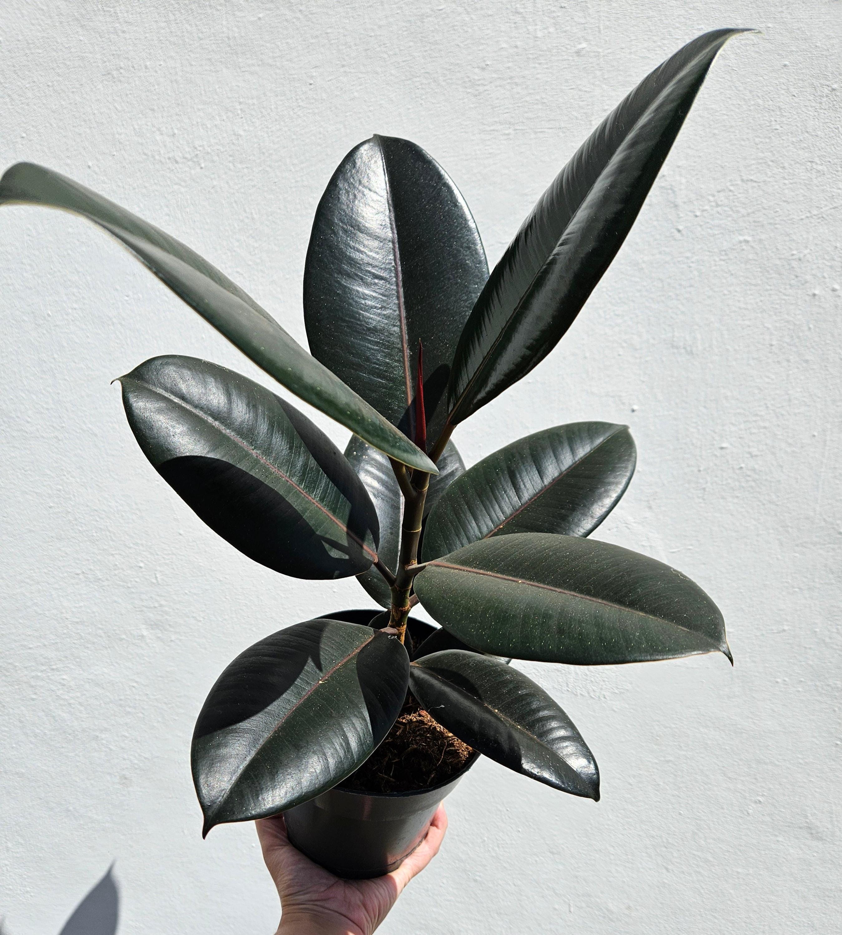 Ficus elastica (Rubber Plant)