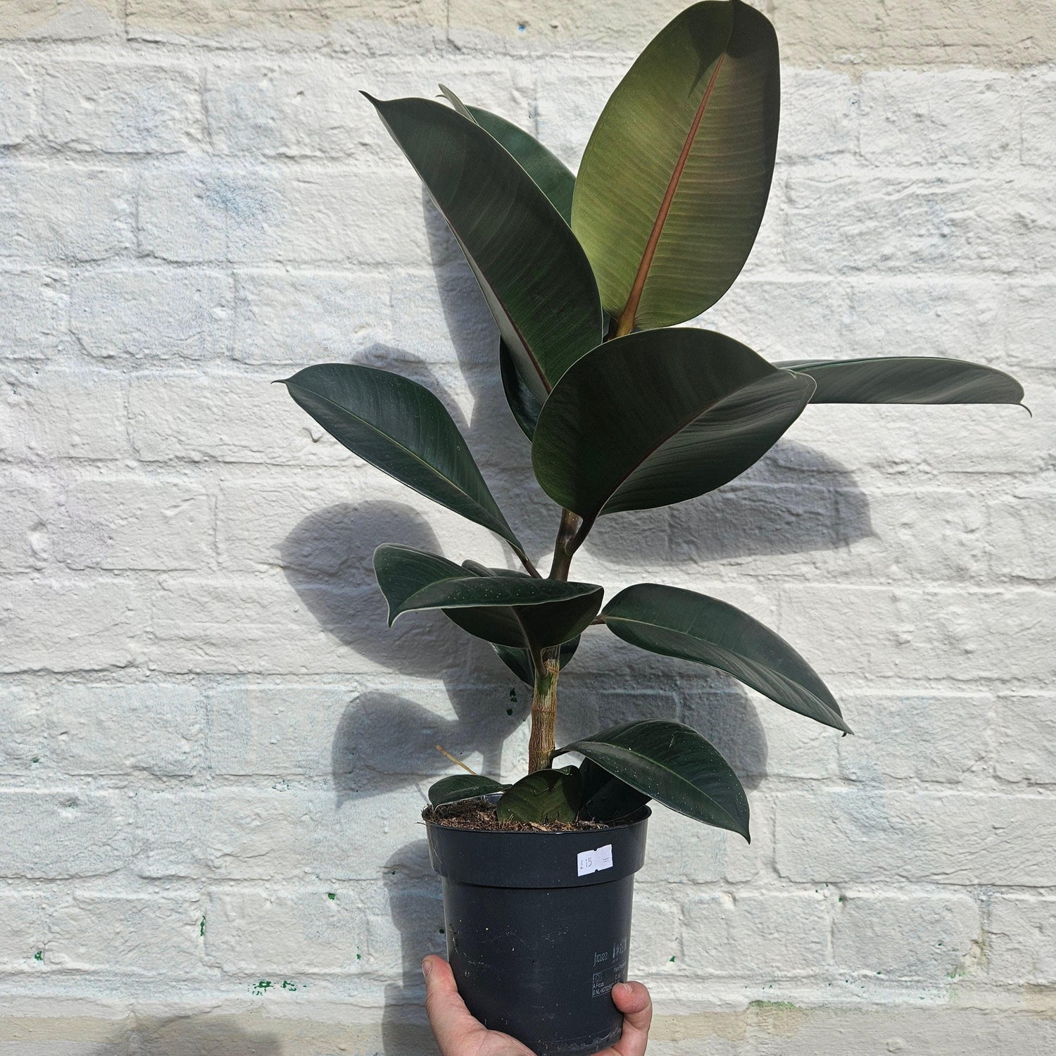 Ficus elastica (Rubber Plant)