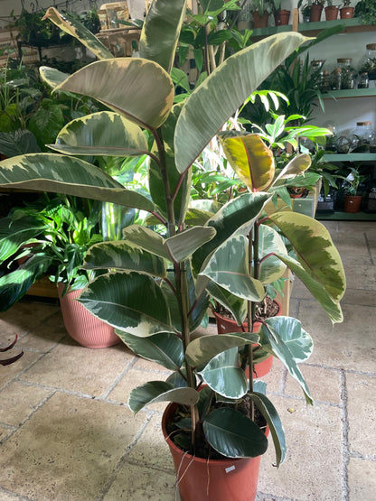 Ficus elastica (Rubber Plant)