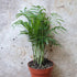 Chamaedorea elegans (Parlour palm)