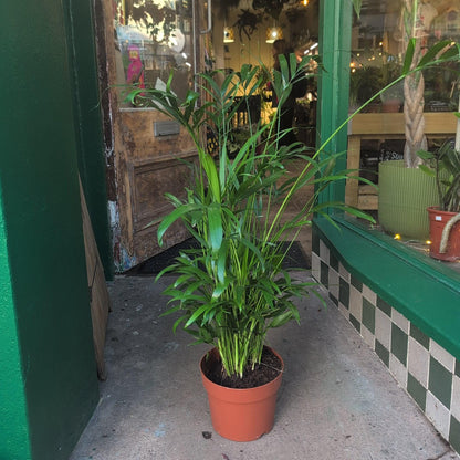 Chamaedorea elegans (Parlour palm)