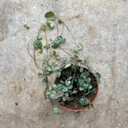 Ceropegia woodii (String of Hearts)