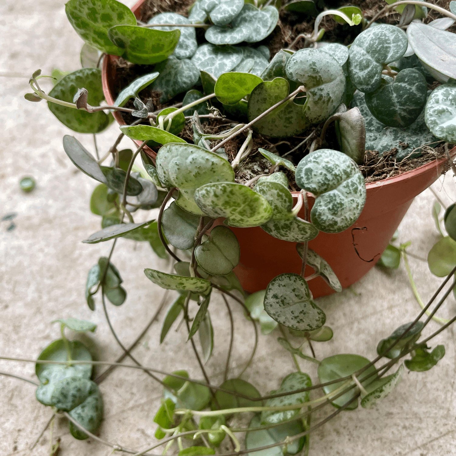 Ceropegia woodii (String of Hearts)