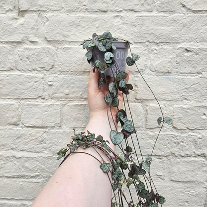 Ceropegia woodii (String of Hearts)