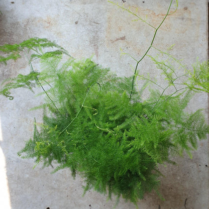 Asparagus setaceus (Asparagus fern)