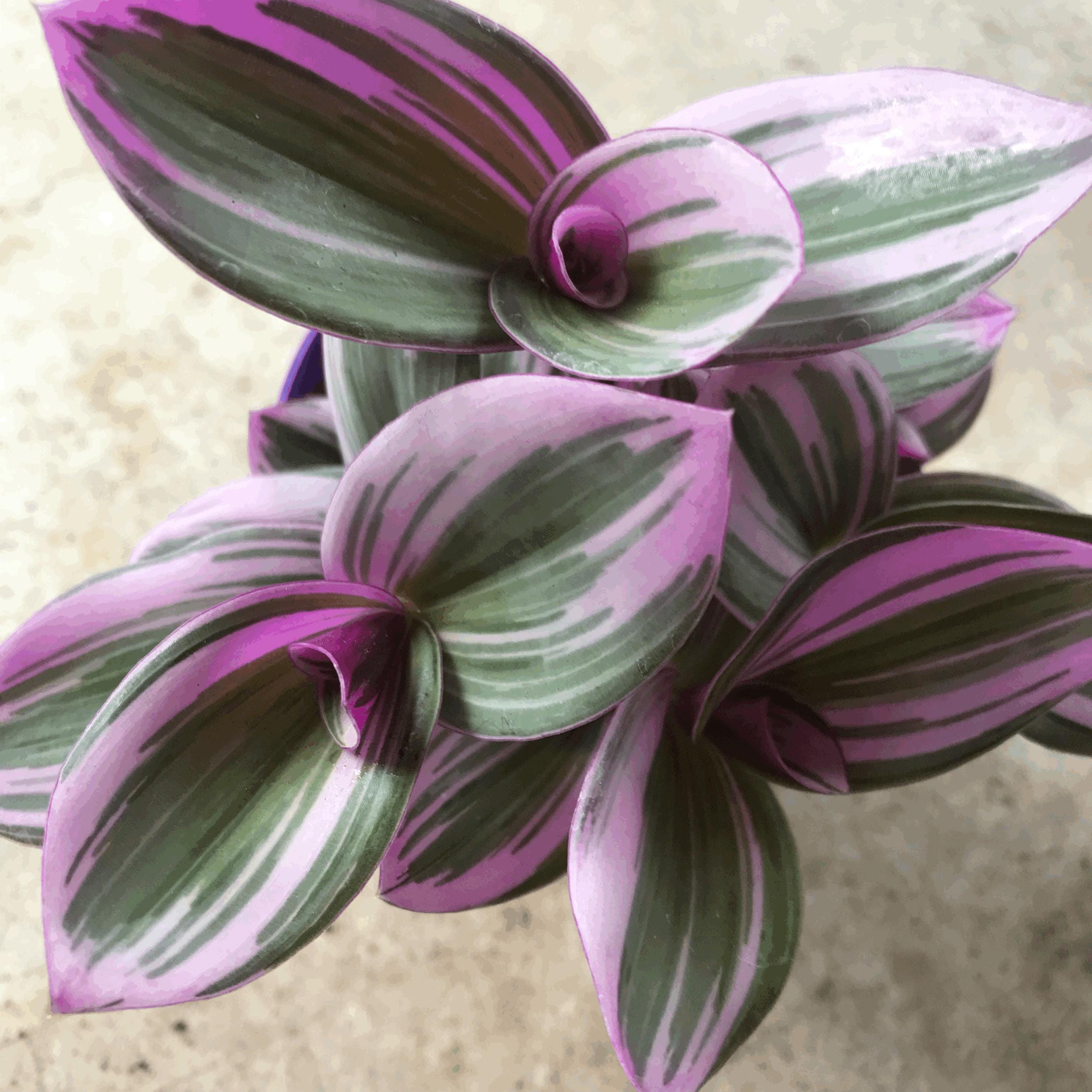 Tradescantia &amp;