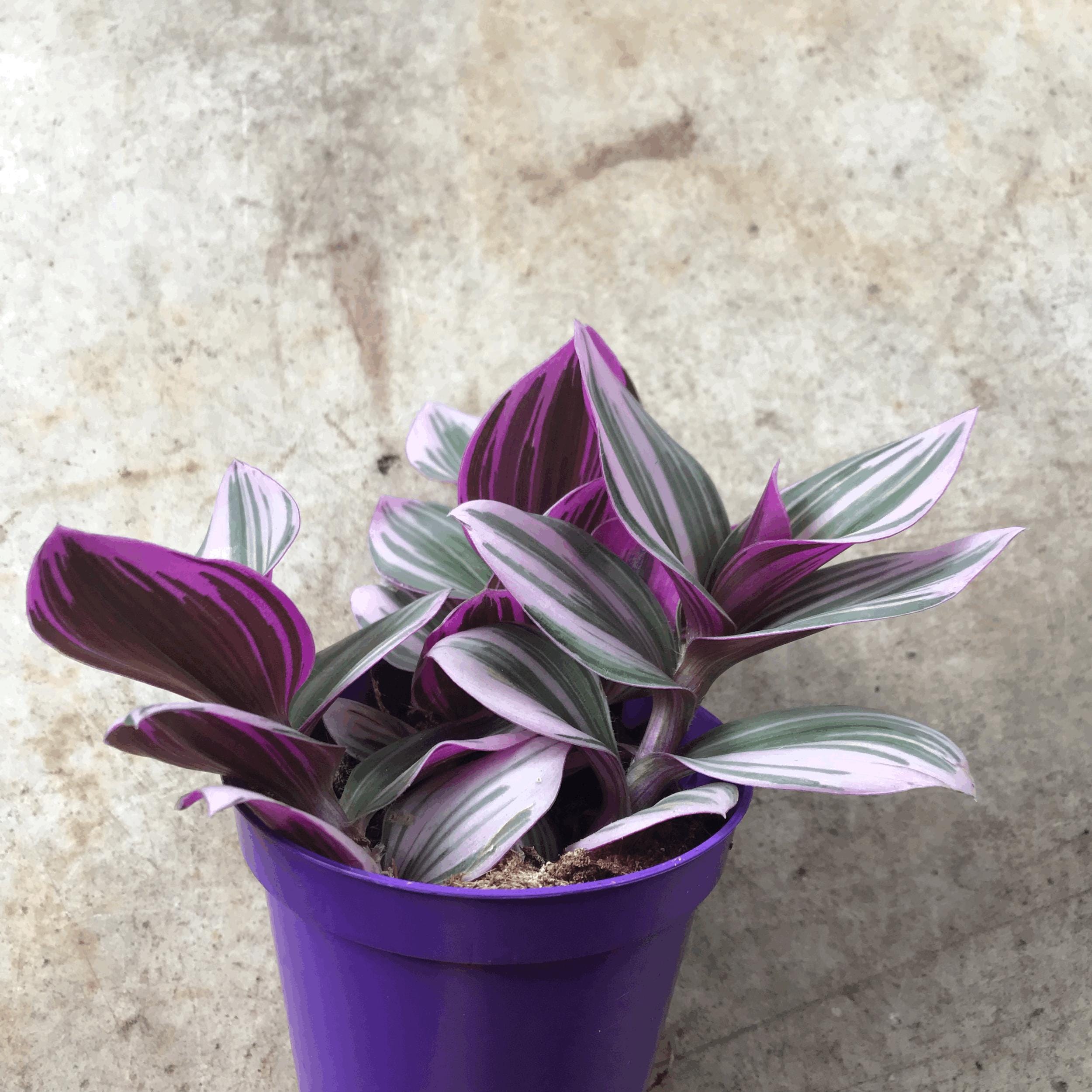 Tradescantia &amp;