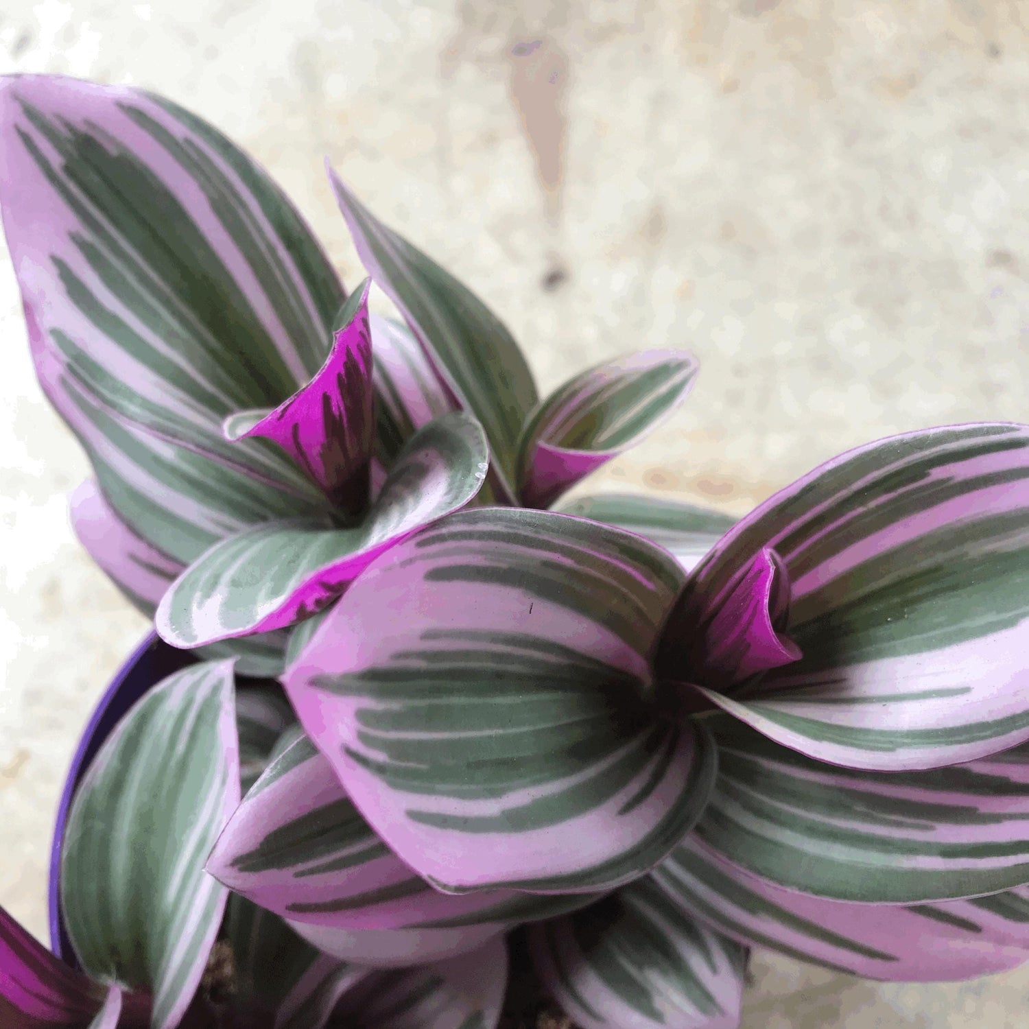 Tradescantia &amp;