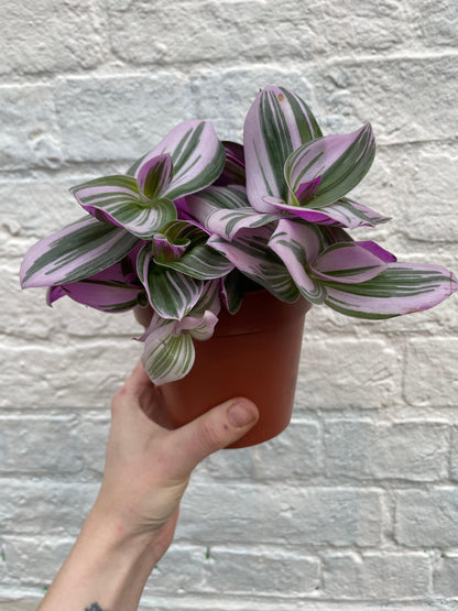 Tradescantia &amp;