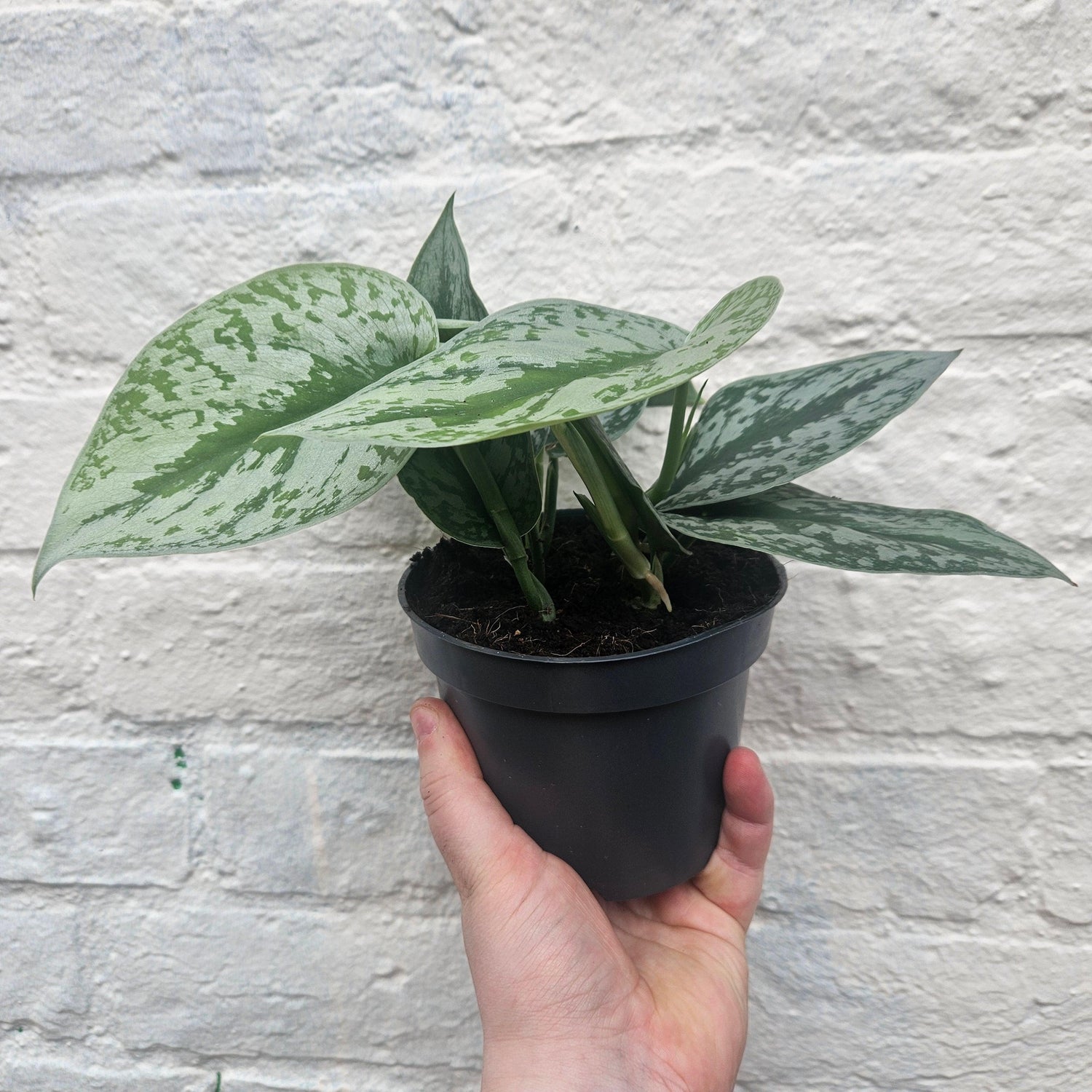 Scindapsus pictus &amp;